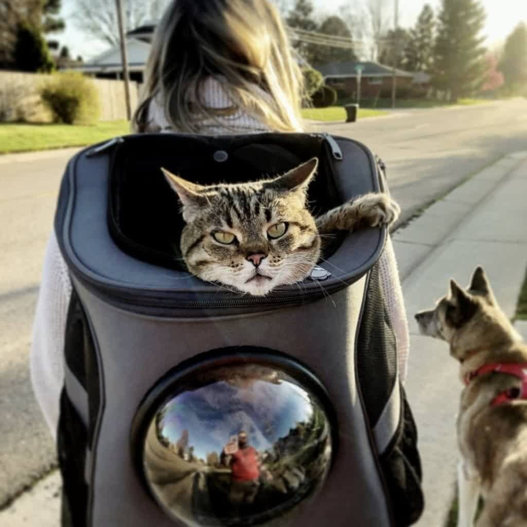 Transportín mochila para gatos, resistente y cómodo, con ventana de burbuja. Facilita el viaje y paseo.