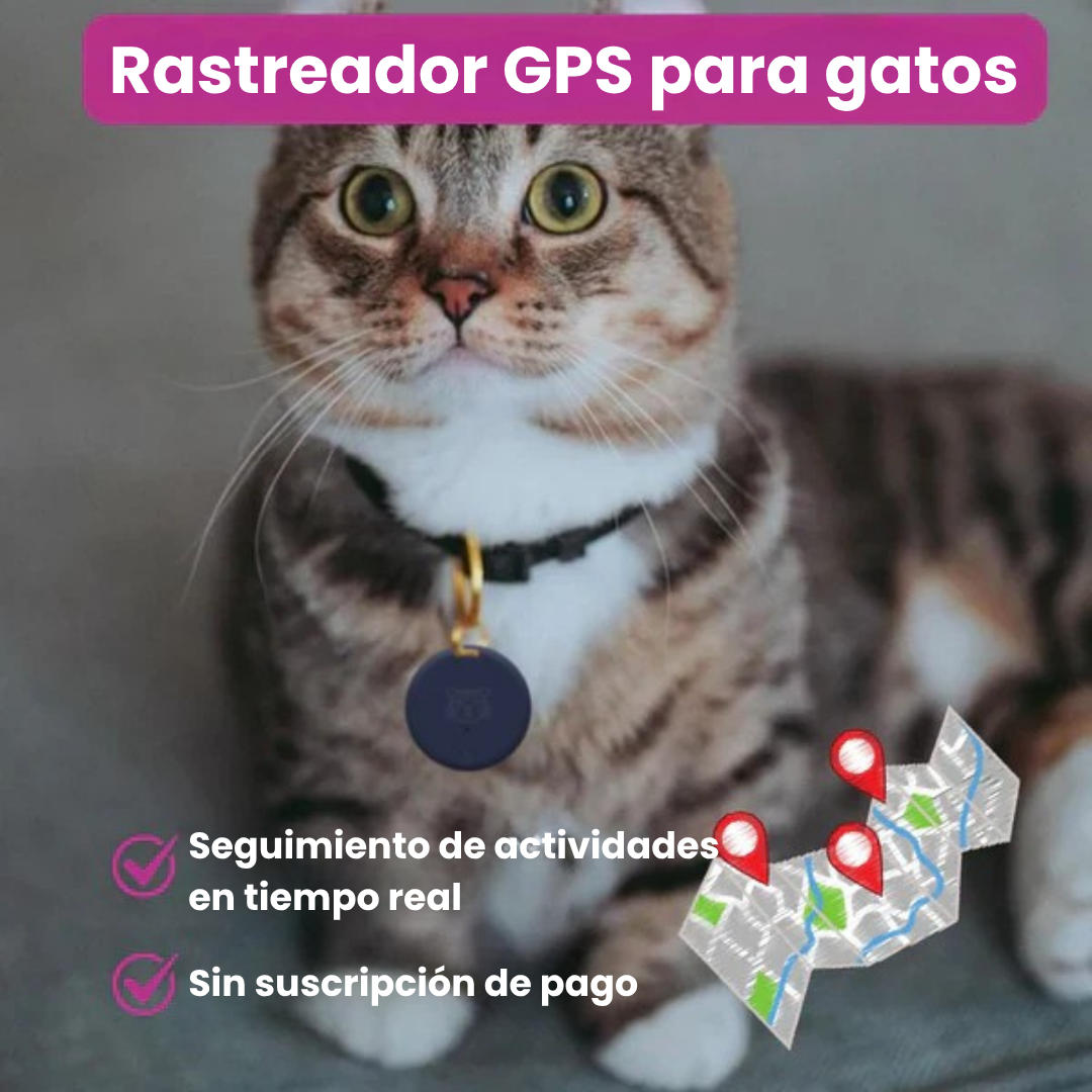 Gato doméstico con collar y rastreador GPS, explorando con seguridad. Tecnología de localización para felinos.