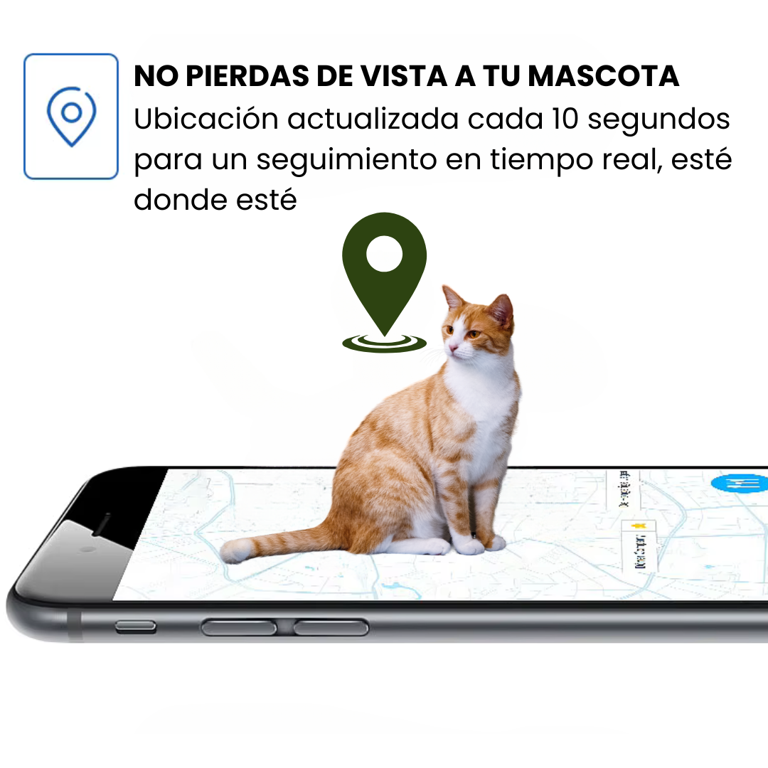 Gato con collar GPS. Rastreo preciso en tiempo real para la tranquilidad del dueño.