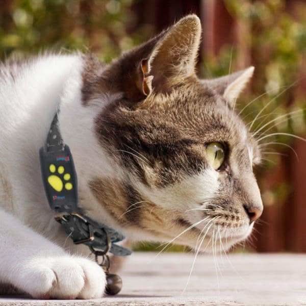 Localizador GPS para gatos, seguimiento en tiempo real de tu mascota sin suscripción.
