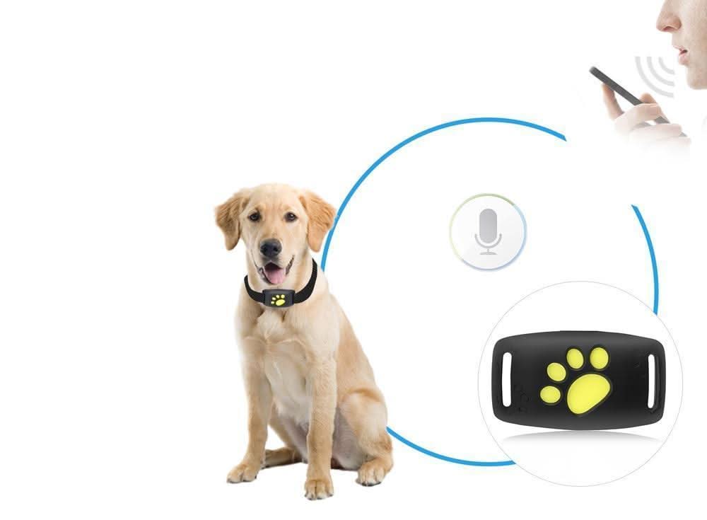 Seguridad para gatos: localizador GPS que previene pérdidas y brinda tranquilidad.