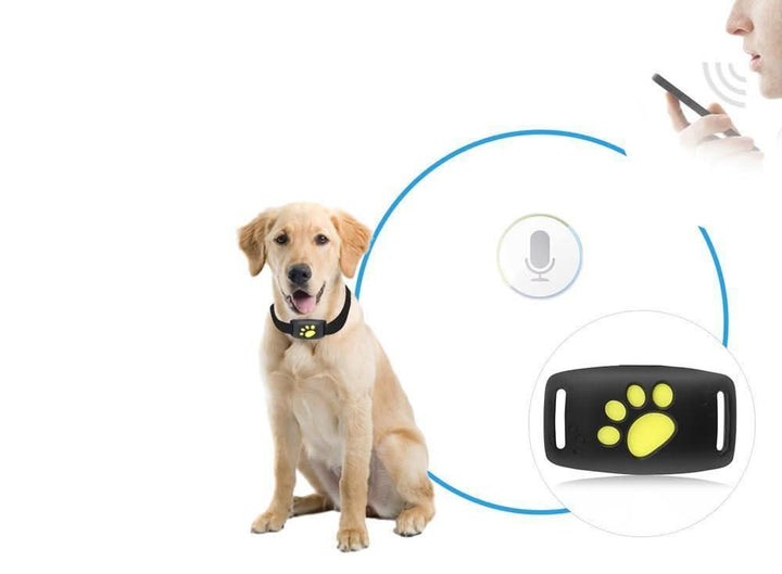 Seguridad para gatos: localizador GPS que previene pérdidas y brinda tranquilidad.