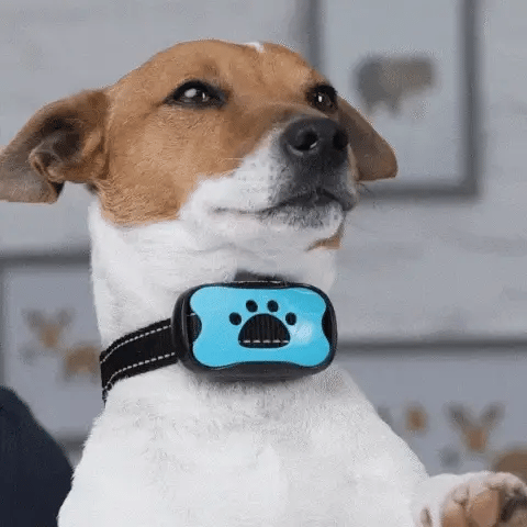 Adiestramiento de perros: collar antiladridos con control de vibración programable.