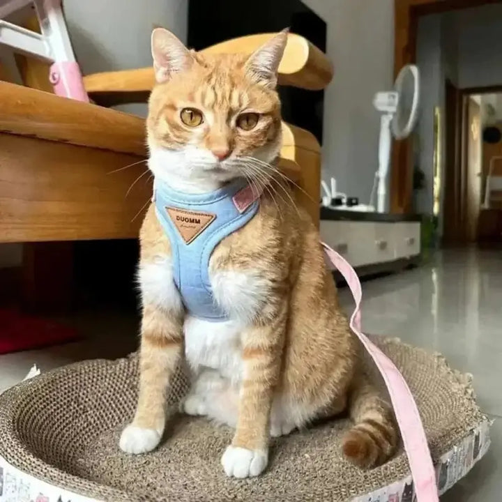 Gato negro usando arnés de seguridad felina antiescape, listo para un paseo al aire libre.