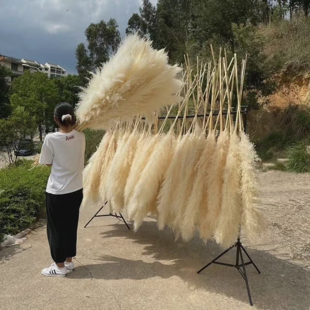 Hierba de pampas natural grande y esponjosa, ideal para decoración bohemia del hogar y estilo floral seco.