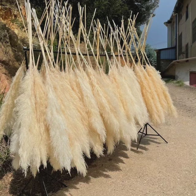 Hierba de pampas natural para decoración floral seca, aporta elegancia y un acento botánico a tu espacio.