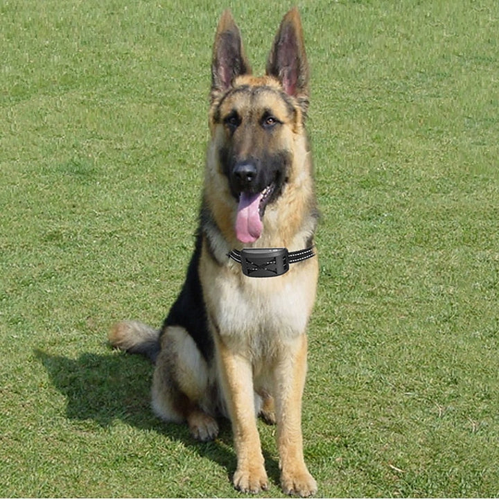 Perro feliz con libertad segura gracias a la valla invisible sumergible. Entrenamiento y contención eficaz para mascotas.