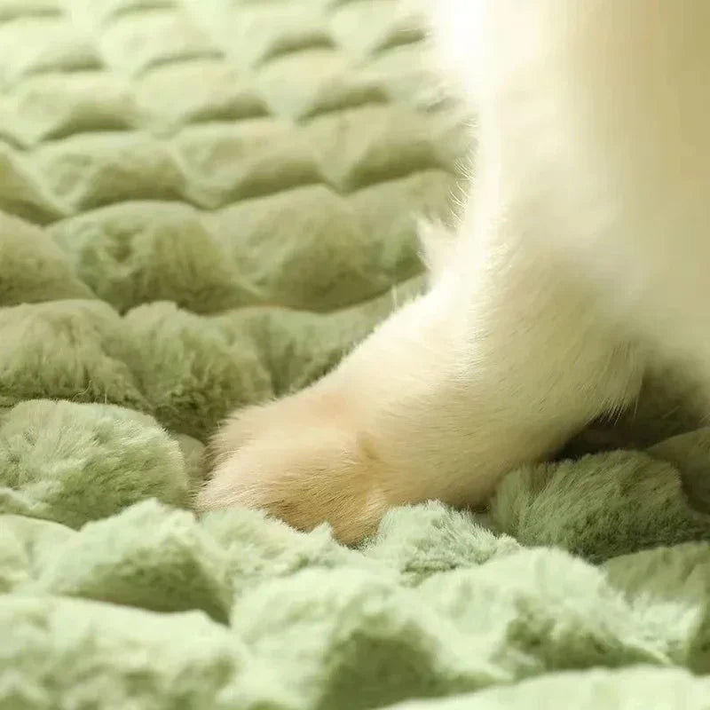 Perro descansando en una cama ortopédica con funda lavable. Ideal para alivio del dolor articular.