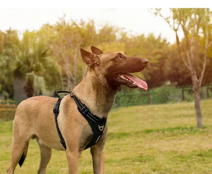 Garantiza la seguridad nocturna con este arnés reflectante para perro, ajustable y con función antijalón.