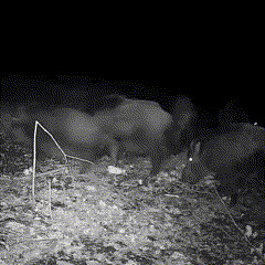 Cámara de vigilancia de fauna con visión nocturna infrarroja, graba 1080P y fotos 16MP en total oscuridad.
