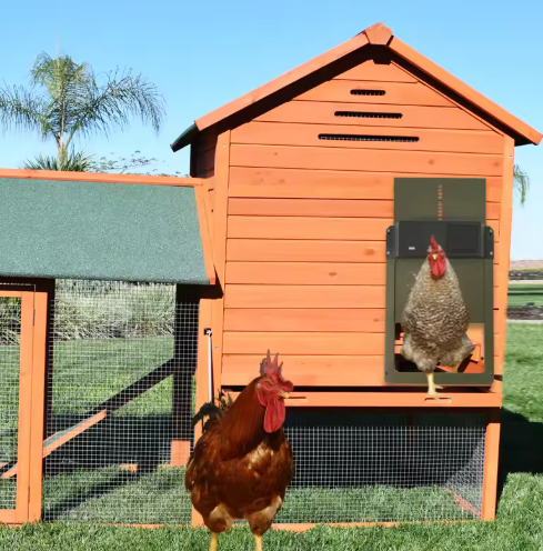 Puerta automática solar para gallinero, con batería de respaldo, asegurando protección y conveniencia para gallinas.