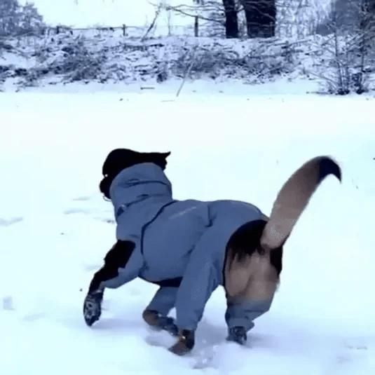 Accesorios perro: chubasquero con patas, protección total contra el agua, para paseos secos.