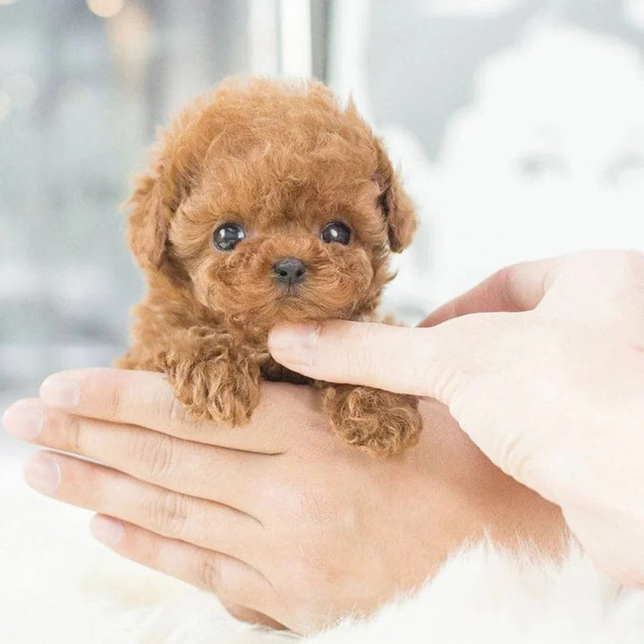 Perrito robot mascota inteligente, juguete electrónico ideal como regalo infantil, con interacción y diversión.