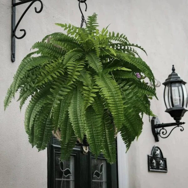 Planta de helecho de Boston artificial UV para hogar, oficina y jardín. Decoración verde duradera y realista.