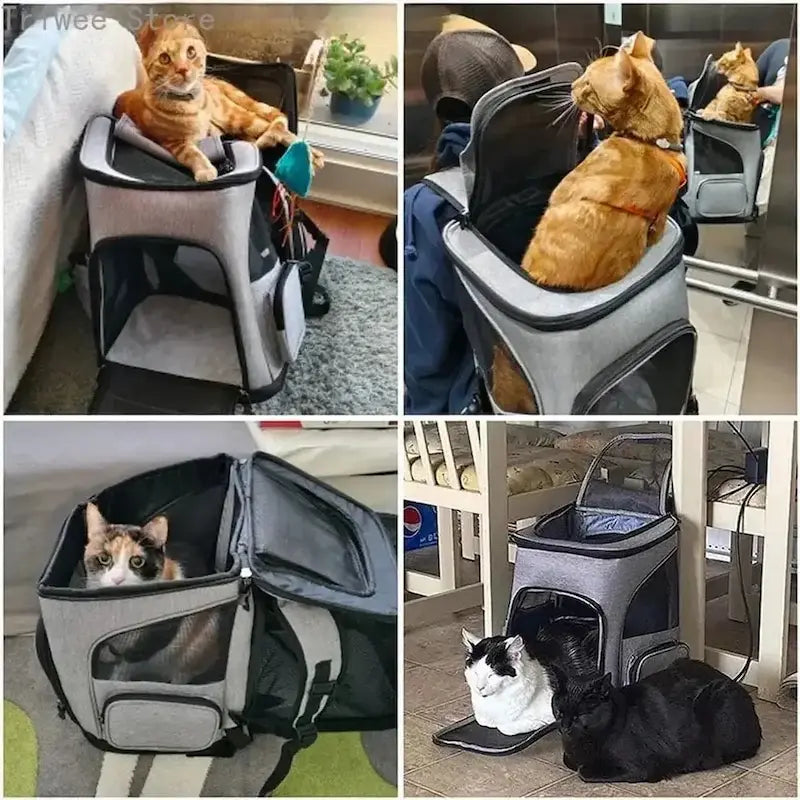 Gato relajado dentro de transportín mochila seguro y cómodo, disfrutando de un viaje tranquilo con su dueño.