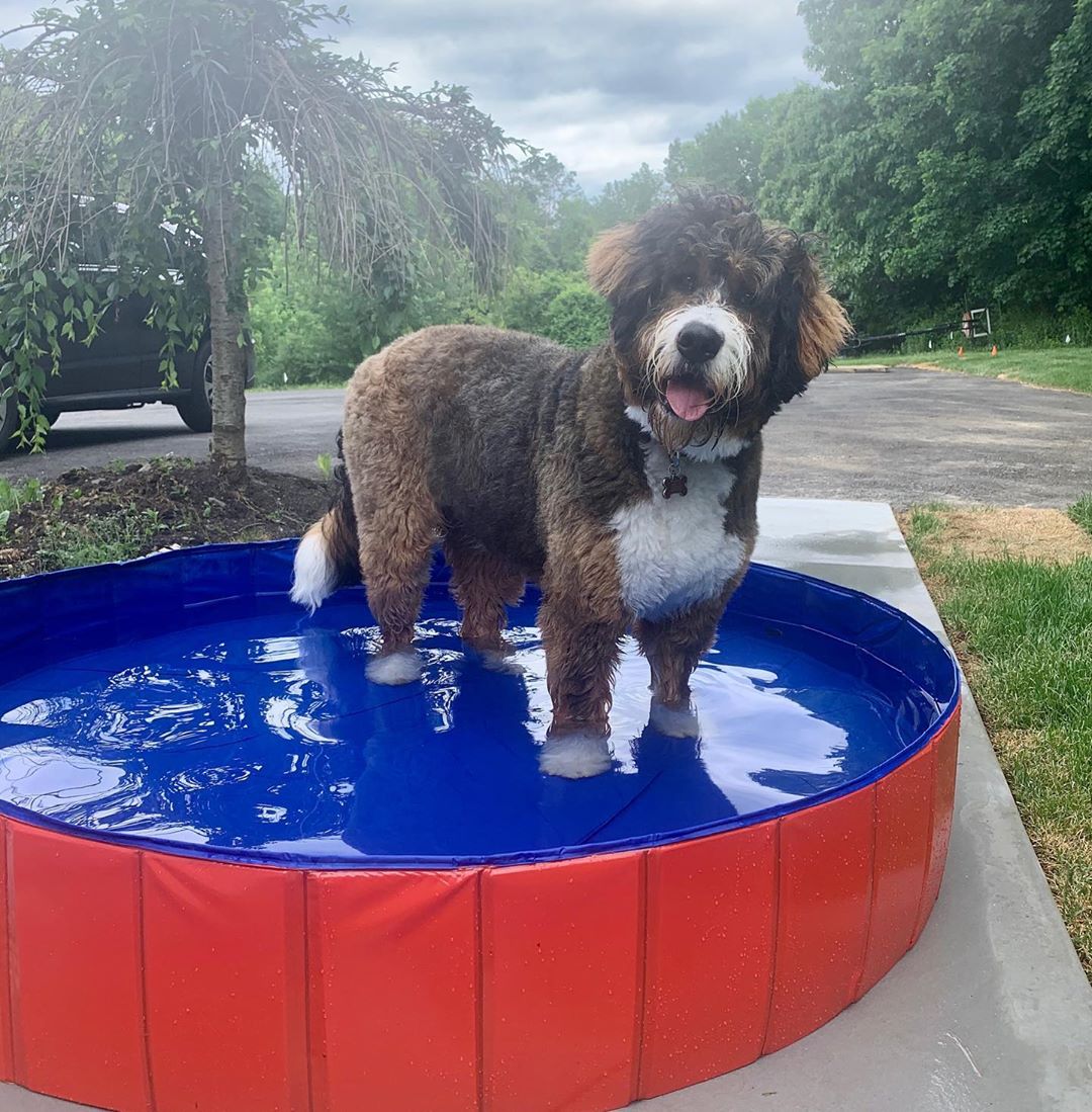 Piscina resistente de PVC para perros, perfecta para que tu mascota juegue y se duche al aire libre.